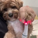 바나개 애견유치원 호텔 이미지