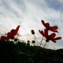 하동공원길 이미지