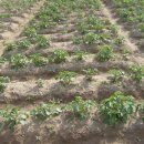 우남농장 이미지