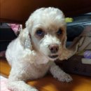 잃어버린 강아지를 찾습니다 (실종장소) 서울시 마포구 아현교차로 부근 이미지