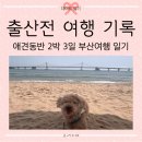 기차네즉석떡볶이 | [25.04.18.] 평생연애 (180) :: 출산 D-16에 떠난 부산 2박 3일 애견동반🐶 숙소 식당 여행 추천 후기