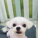 플러스 애견미용실 이미지