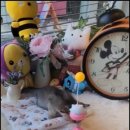 아담스펫 강아지분양 고양이분양 창원점 이미지