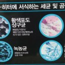 바다랑 포도펜션 이미지