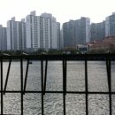 용호동 섶자리 이미지