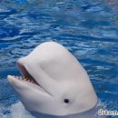 벨루가(Beluga) 네이버블로그