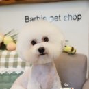 딸기애견미용실 이미지