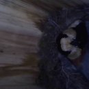 작은나무 이미지