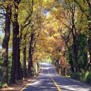 청주가로수길 이미지