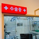 연희동물병원 | 수원 권선구 동물병원 방문자 리뷰 인기순위 TOP 5