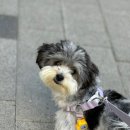 오르네(ornee) 이미지