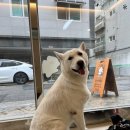 살랑애견미용실 네이버블로그