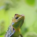 카멜레온 이미지