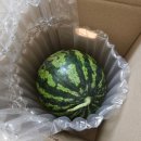 고당도 씨없는 꿀수박 5~6kg 별새댁의식탁 구매 후기