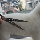 더 뷰티 독 이미지