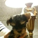 펫매니저(율하점) 이미지