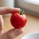 세도농업협동조합 | 신선함이 다른 방울토마토 🍅 충남오감 세도농협 GAP 대추방울토마토 후기 (달콤함이 살아있다)