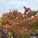 문경모노레일(주) | 화담숲 단풍 실시간 / 2024 단풍시기 / 모노레일 (11월 첫주 다녀온 솔직후기)
