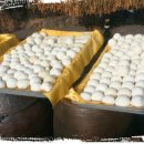 마마스팜 영농조합법인 이미지