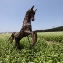 렛츠런파크 제주 이미지