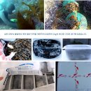 🪸4월 아기 물미역/올레길지기님 이미지