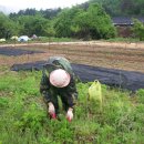 흑송농장 이미지