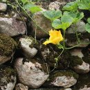 대율리 입구 주차장 옆 이미지