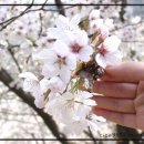 4월 6일~7일(1박2일)구례오산사성암 , 벚꽃 십리길. 서산대사 옛길 이미지