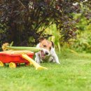 옥수수 동물병원 이미지