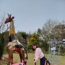 부동산민속농원 | 나문재카페, 개심사 겹벚꽃, 유기방가옥 수선화축제 : )