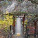 가온나무 이미지