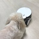 펫팔 | 강아지 홈캠 CCTV 간식로봇 롤라펫팔 추천후기