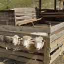 강원한우체험농장 이미지