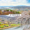 와이지로드(주) | 충주댐 가볼만한곳 충주 여행 코스 벚꽃길 실시간 벚꽃 축제 전망대