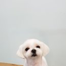 워너독 이미지