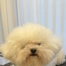 견공간샵 이미지