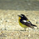 흰눈썹황금새 [서울시보호종 11종] Yellow-rumped Flycatcher 038 이미지