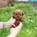 미니펫 강아지분양 고양이분양 강남점 이미지