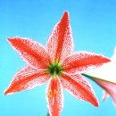 Hippeastrum cv.‘Garasu Zaiku' ('유리 세공') 이미지