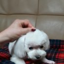 알리에 이미지