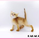 광주캐터리 이미지