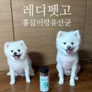 이가홍삼 | 강아지 홍삼 간식 레디펫고 홍삼이랑유산균 오메가3 솔직후기