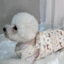 댕실댕실 이미지