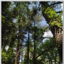 저지오름 이미지