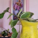 올터쟁반짜장 이미지