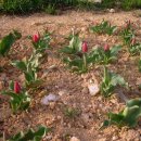 다윗농장 이미지