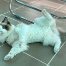 송송그루밍 이미지