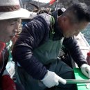 바다세상민박 | 한국기행 바다의 푸아그라 아귀 애 특수부위 꼬리 회, 노종웅 선장 민박집 경북 포항 위치 정보, 850편 5부