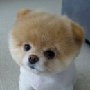 귀여운강아지 이미지