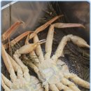 영덕해산물 이미지